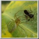 Nigma walckenaeri - Gruene Lauerspinne 02.jpg